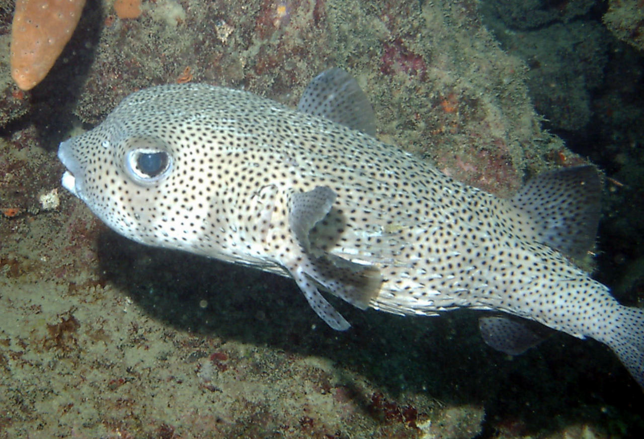 Diodon hystrix (Pesce istrice)